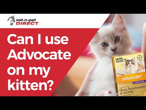 Can I use Advocate on my kitten?