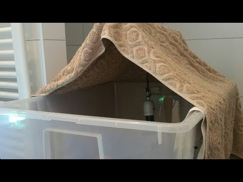 Kükenaufzucht - Tipps