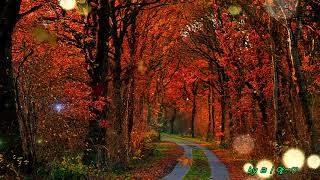 Dan Fogelberg &amp; Tim Weisberg  -  Paris Nocturne
