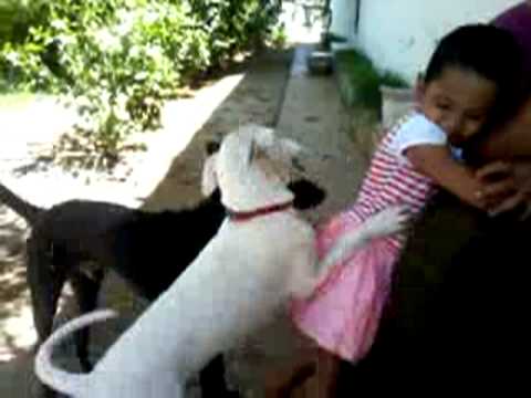 Akshita Playing with Maxi and Tommy