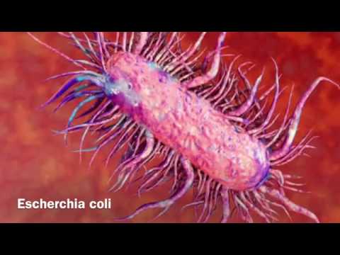 A paraziták ártalmatlanítása árammal, Parazita tabletták a tüdőben