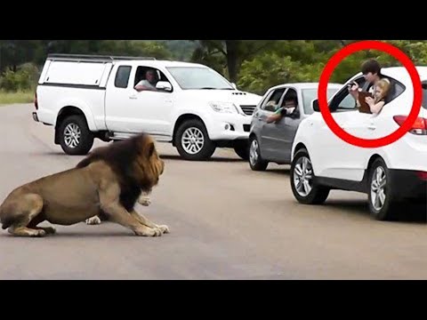 Lion Shows Tourists Why You Must Stay Inside Your Car