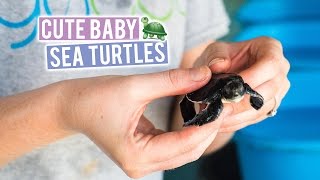 Cleaning BABY SEA TURTLES! in the MALDIVES