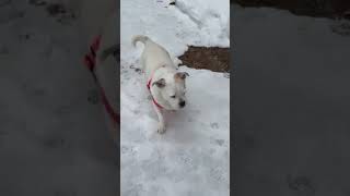 Video preview image #1 Bulldog-Unknown Mix Puppy For Sale in East Derry, NH, USA