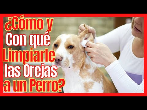 🆘 HOW AND WITH WHAT TO CLEAN THE EARS OF A DOG WITH OTITIS? 🆘 WITH OR WITHOUT OXYGENATED WATER?