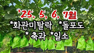 25 샤인머스켓 5월6월7월 #화관미탈락(꽃덮개 안떨어짐)/ #돌포도/ #축과/ #일소 #서울농수산식품공사가…
