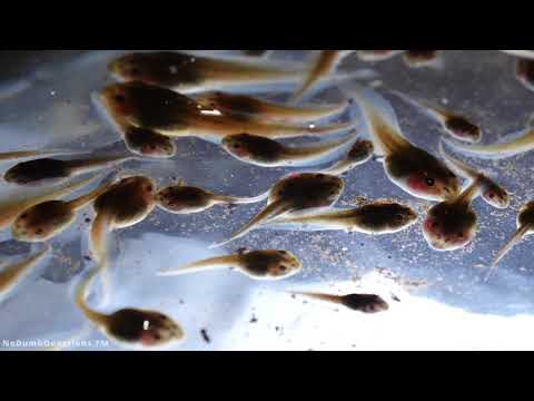 Bullying and Ender's Game - No Dumb Questions 032