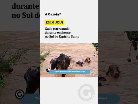 Gado é arrastado durante enchente no Sul do Espírito Santo #shorts #noticias
