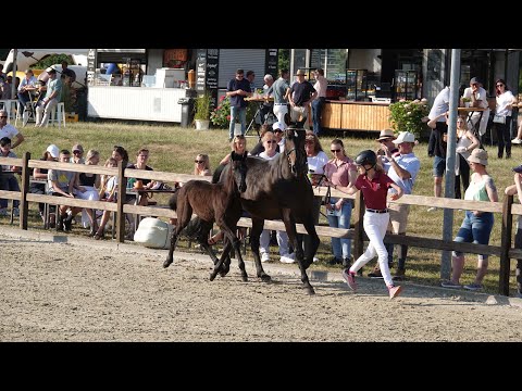 Holsteiner Pferdetage: 16.500 Euro für Crack-Tochter