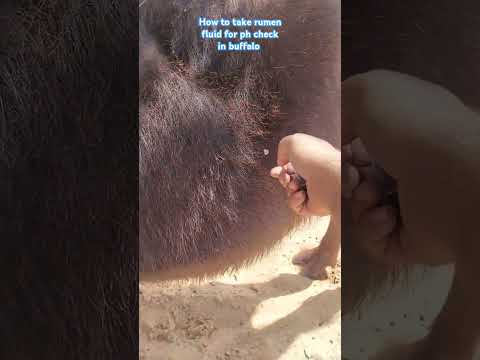How to take rumen fluid in Buffalo, rumen ph check method #shorts #petcare #animaldoctor #veterinary