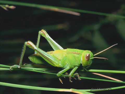 Grilo cantando