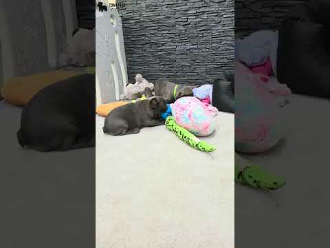 Video 5