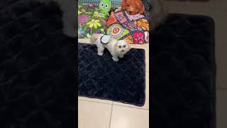 Chewy updates & more Chewy updates & more