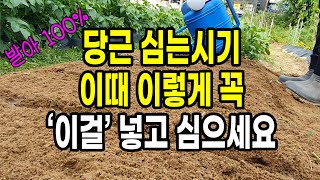 당근 심는시기 발아 100%보장 이때 이렇게 꼭 이걸 넣고 심으세요