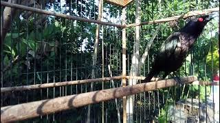 Download lagu Cucak Keling Betina Gacor Teler Nembak Isian Kenari mp3 Download lagu Cucak Keling Betina Gacor Teler Nembak Isian Kenari mp3