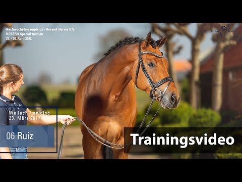 Special Auction Reesink Horses Training Lot 6 Ruiz Wallach v. Rock Forever I - Fürst Heinrich