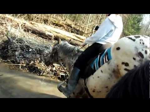 Pferd in Schräglage