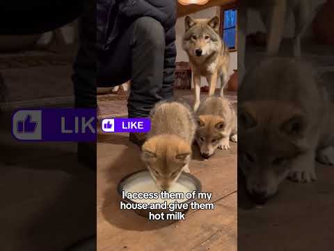 Wolf Family Needs My Help #wolf #rescue #puppy