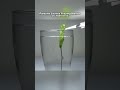 Parasite Escapes As Praying Mantis Drowns