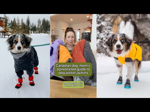 4 of my favourite winter jackets for dogs ❄️🐶