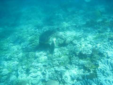 Huge Girl Turtle at Cleaning Station Snorkeling Great Barrier Reef.AVI