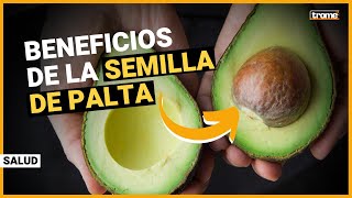 SEMILLA DE PALTA (AGUACATE): 6 poderosos beneficios y cómo consumirla