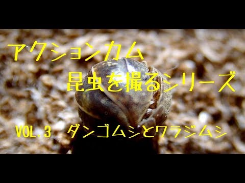 昆虫迫力映像シリーズ　オーム（王蟲）の幼生みたい　vol.3　ダンゴムシとワラジムシ