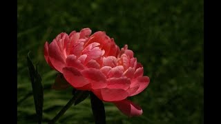 Dopo un’isterectomia: sintomi premenopausali e risposte terapeutiche