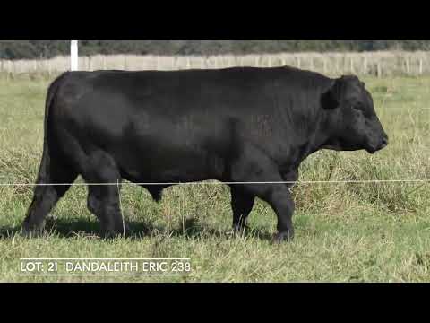 Lot 21 DANDALEITH ERIC 238