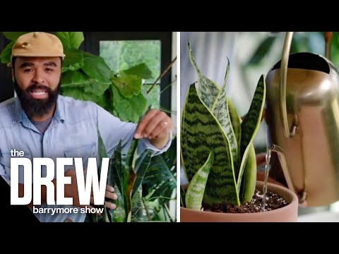 Plant Stylist Hilton Carter Gives Tips on How to Properly Water Snake Plants | Hot Tip