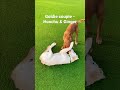 Hoochu vs Ginger - goldie couple playdate