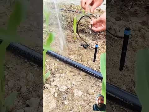 Micro irrigation drip #irrigation #farming #sprinkler
