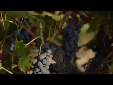 Descendientes de J. Palacios- La Faraona-  Vendimia 2017  Corullón