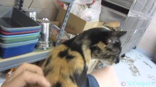 Ginger the Purry Lover