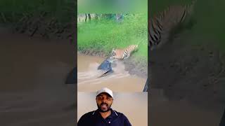 Jacarezão foi no Tigre😱