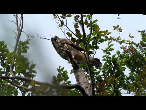 Birding Slovakia - Buteo buteo - Myšiak hôrny