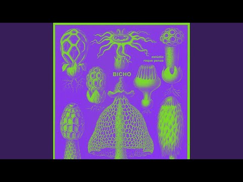 Bicho