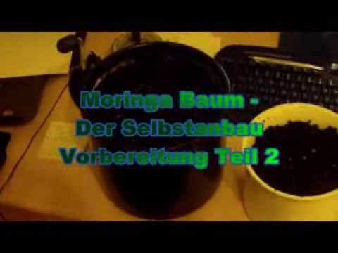 Moringa Baum-Moringa Samen-Der Wunderbaum-Vorbereitung Teil 2