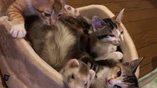 Ferret Falls Asleep While Cuddling With Cats -  1497605