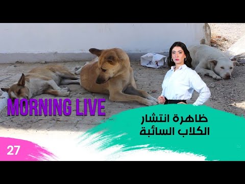 شاهد بالفيديو.. ظاهرة انتشار الكلاب السائبة - م3 Morning Live - حلقة ٢٧