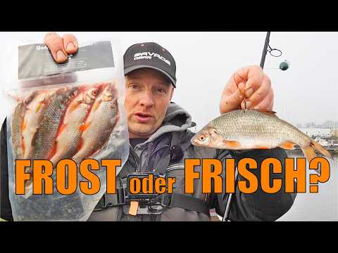 Welcher Köderfisch fängt besser? (Erstaunliches Ergebnis!)