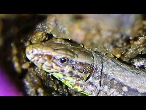 LUPI NEGVI feat PADRE LUPO - I ALSO LIKE BIKES