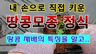 [텃밭농부 1,427] 내가 직접 키운 땅콩모종을 정식하는 방법 #땅콩재배 #땅콩모종