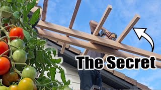How to Build the WORLDS BEST TOMATO TRELLIS!