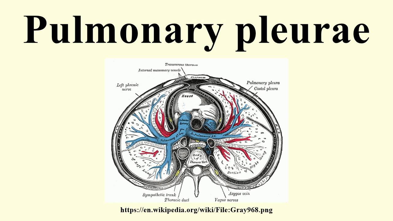 Pulmonary pleurae