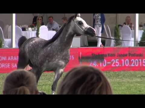 Al Khalediah European Arabian Horse Festival - 4