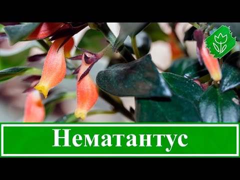 🥀 Цветок нематантус – уход в домашних условиях, виды и размножение гипоцирты