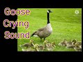 Goose Crying Sound