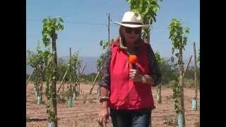 preview picture of video 'La Rioja tierra de Oportunidades - Nonogasta Anguinan 3/3'