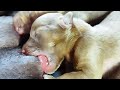Beautiful Golden Silk Puppies Sucking Breasts For Milk Puppy Puppies Puppyplaytime Doglover
